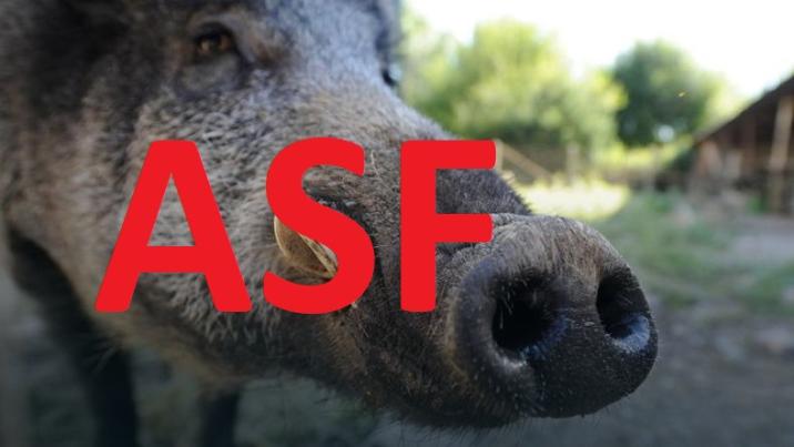 Czym jest ASF?