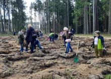 Sadzenie lasu ze Starostwem Mrągowskim oraz Gminami Sorkwity i Mrągowo