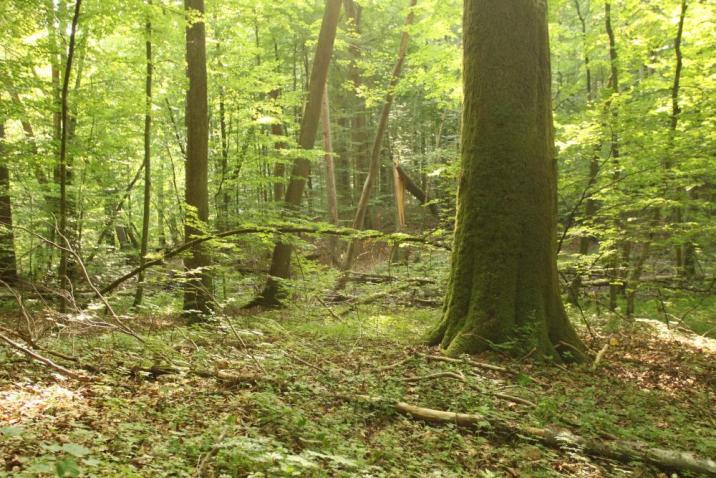 Jeden&#x20;z&#x20;mrągowskich&#x20;rezerwatów&#x20;przyrody&#x20;-&#x20;&#x22;Reszel&#x22;