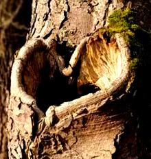 Miłość zakorzeniona w lesie