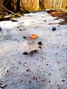 Zimowy dywan nasion olchy