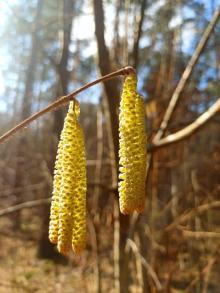 Leszczyna – mała, ale ważna