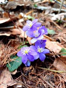 Fioletowy znak od natury — Mazury budzą się do życia