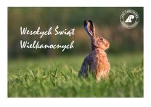 Zając wielkanocny w lesie ?