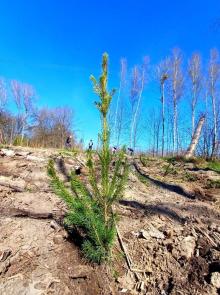 Wspólne sadzenie lasu w Mrągowie